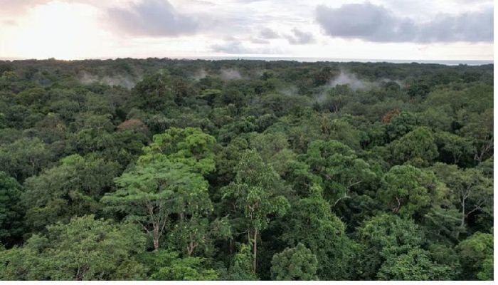 2b tonnes of CO2 removed from atmosphere every year: report