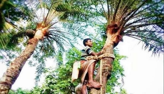 Date juice business benefits many people in Rajshahi