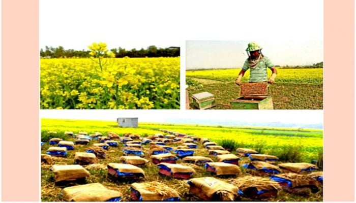 Commercial honey collectors passing busy time in Manikganj