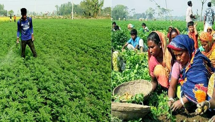 Farmers exceed potato farming target in Rangpur region