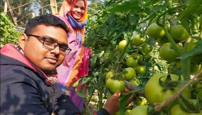 Newly harvested tomato charms farmers, consumers