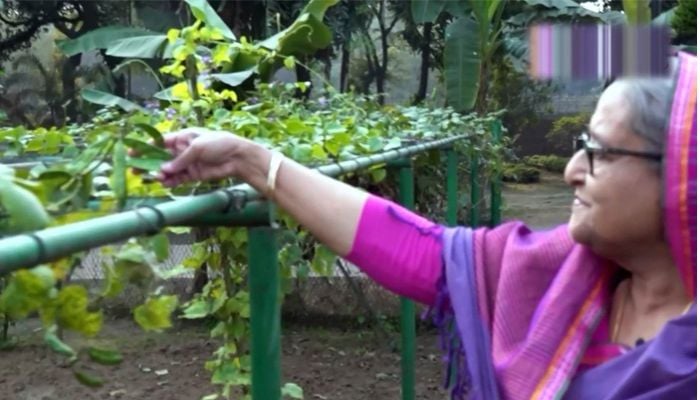 PM sets example by making homestead farming at Ganabhaban  