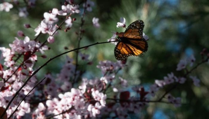 Endangered monarch butterflies face perilous storm