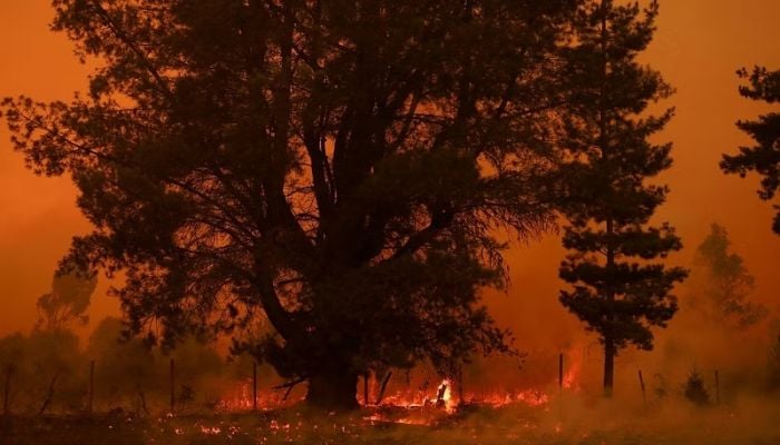23 dead as dozens of wildfires torch Chile forests