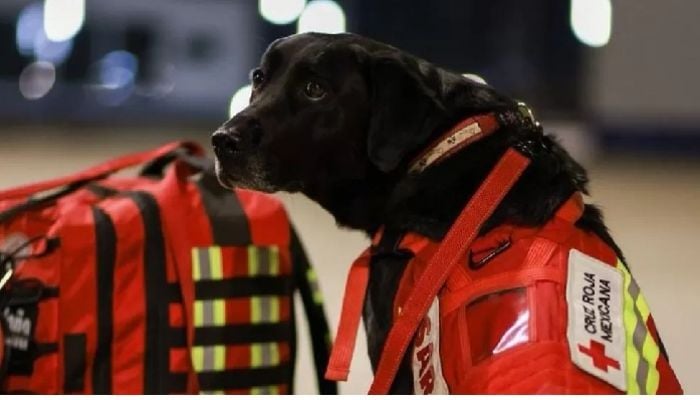 Mexico sends its famed search and rescue dogs