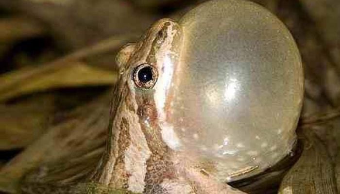 At-risk frog species to be protected through land acquisition