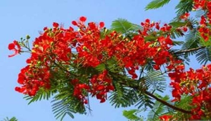 Pahela Falgun today