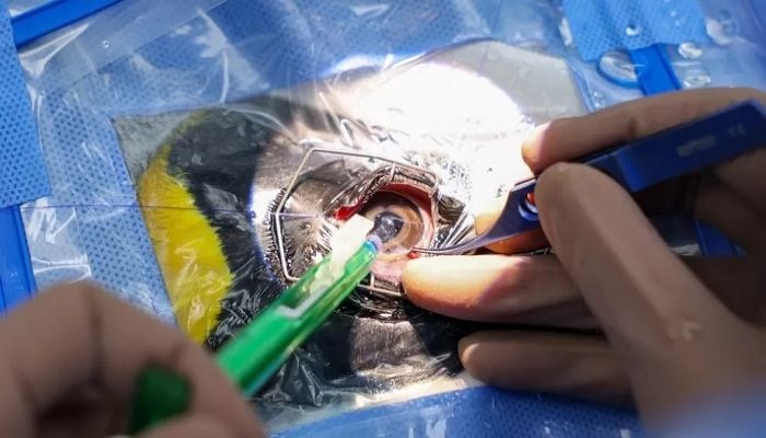 The penguins given world-first cataract surgery