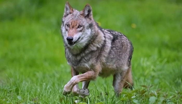 Wolves back in Belgium after 100 years