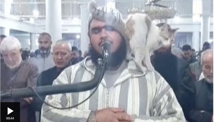 Cat jumps on imam during Ramadan prayers