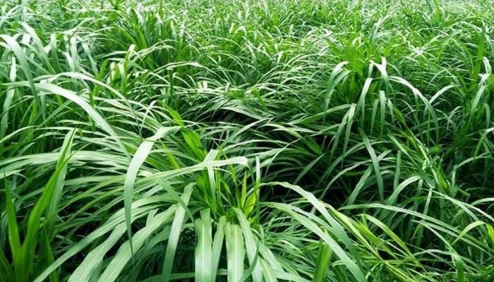 Rangpur farmers changing fortune thru' farming Napier grass