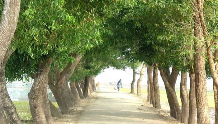 1,800-kilometre strip plantation raised in northern region
