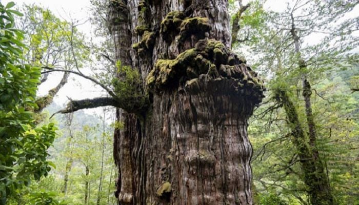 World's 'oldest' tree able to reveal planet's secrets