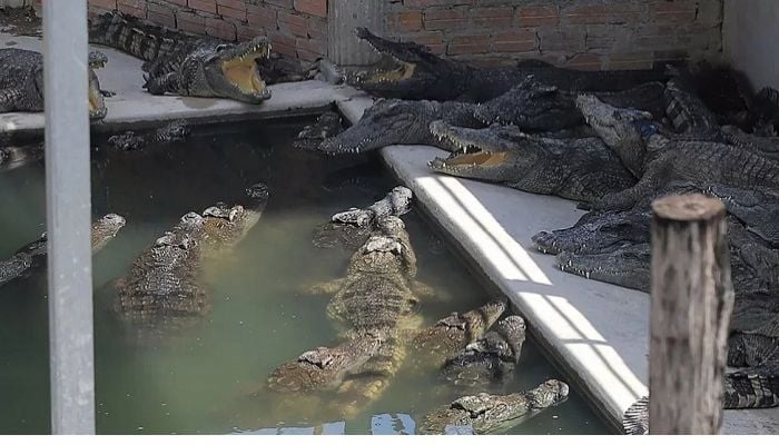 Cambodian man killed by 40 crocodiles in enclosure