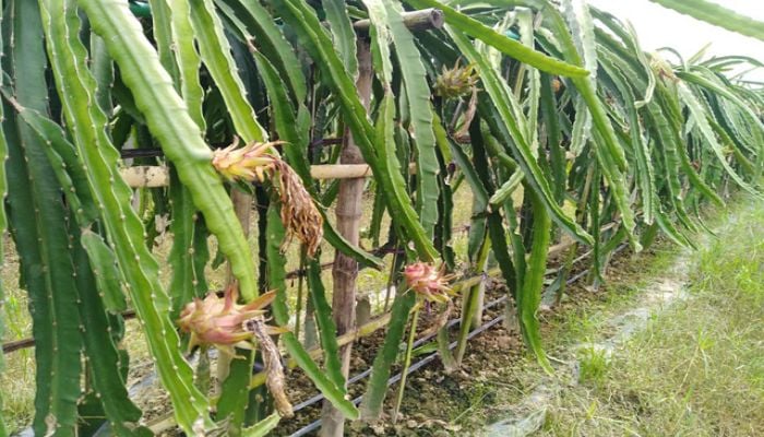 Dragon brings diversification in Rajshahi's fruit farming system