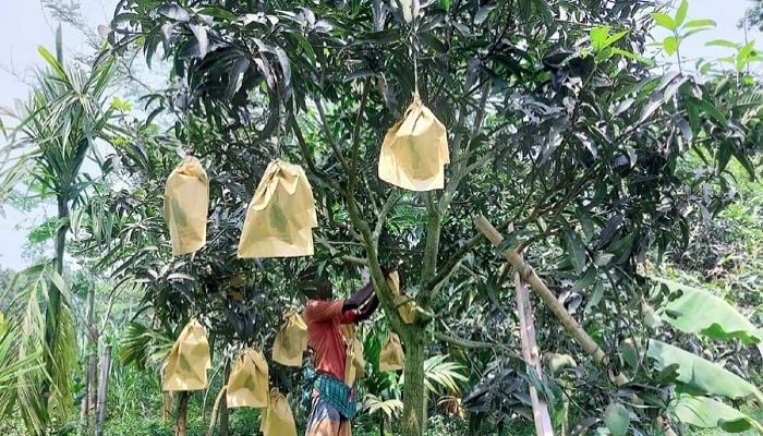 Fruit bagging method ensures quality mango production