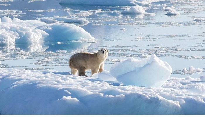 'More likely than not' world will soon see 1.5C of warming: WMO