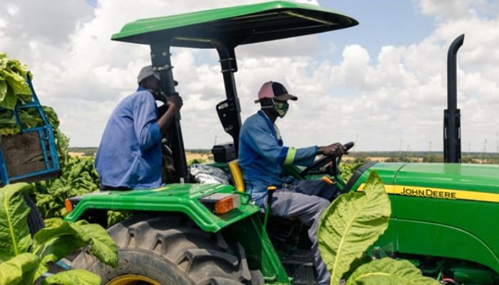 WHO backs farmers to grow food instead of tobacco