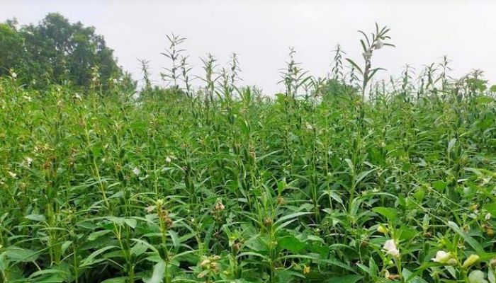 Crop diversification vital for water security in Barind area