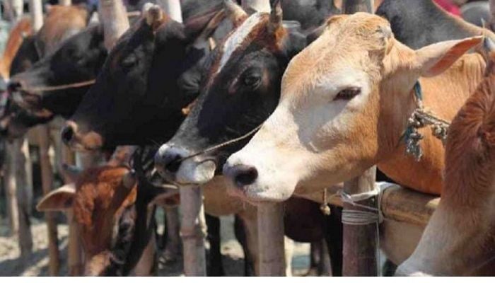 Sales begin in city's cattle markets ahead of Eid