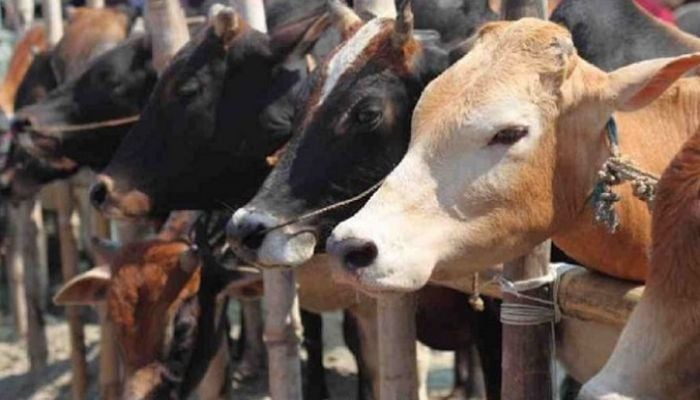 Govt issues instructions on cattle markets