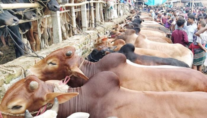 Cattle markets to be set up at 19 points in Dhaka
