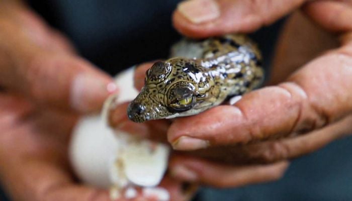 Virgin birth: Costa Rican crocodile has baby with herself