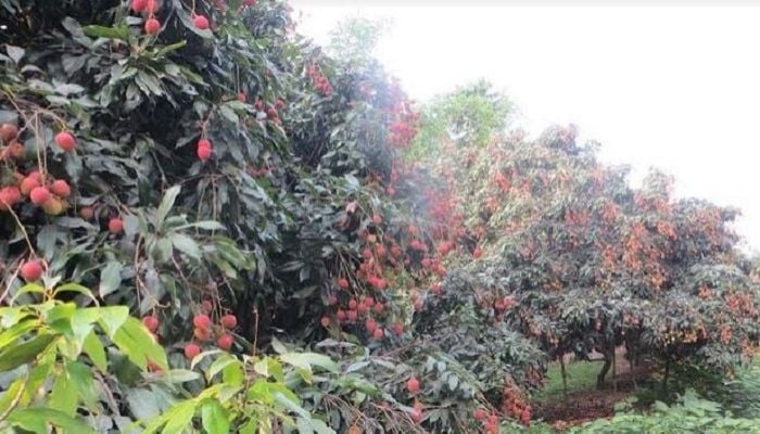 Litchi production makes Panchagarh farmers happy