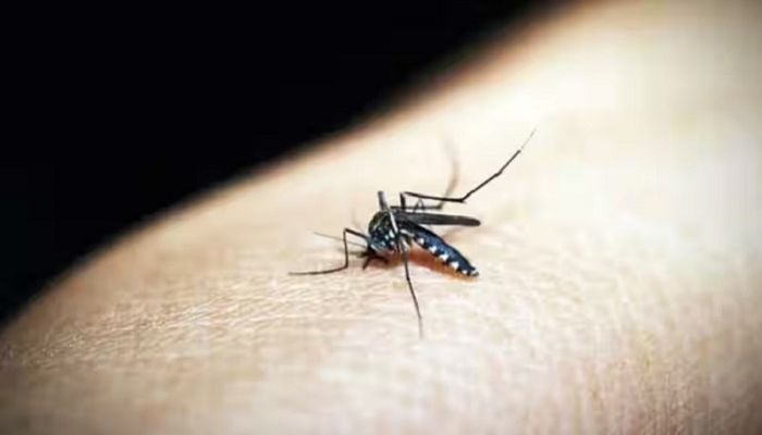 Malaria returns to the US after 20 years