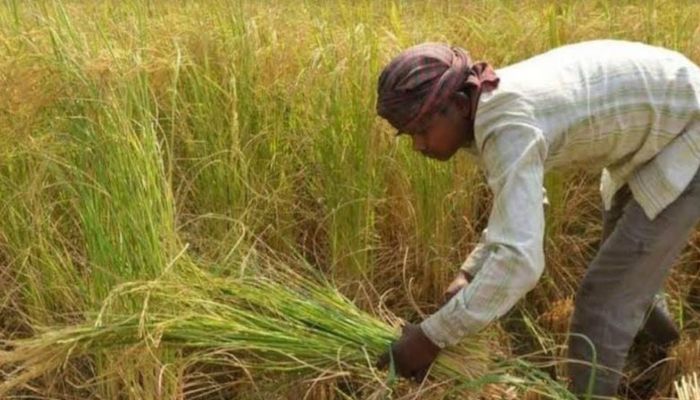 BRRI releases 10 high-yielding Aman paddy varieties for Rajshahi