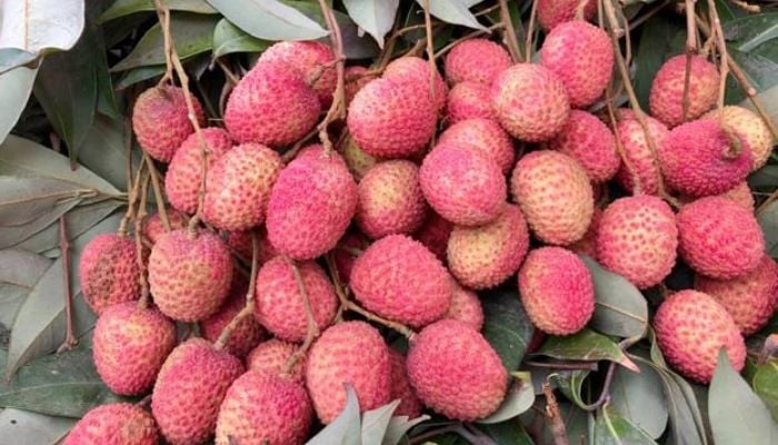 Litchi trading reaches peak in Rajshahi region