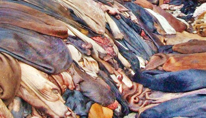 Salted cowhide price Tk50-55 per sqft in Dhaka
