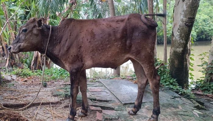 Lumpy skin disease rampant in Sirajganj