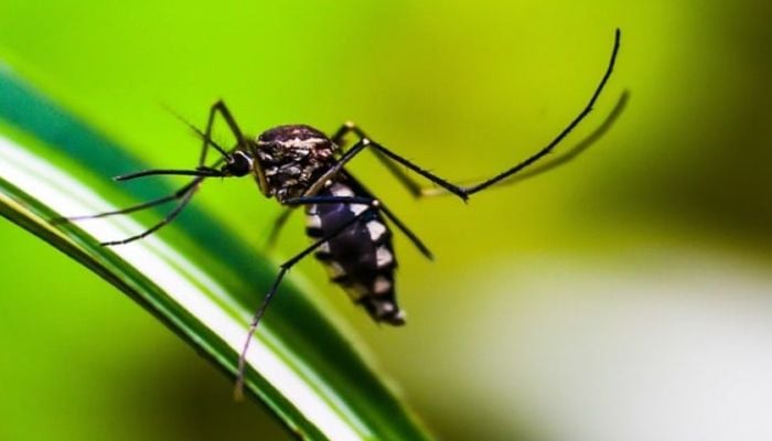 DSCC's special anti-mosquitoes drive at 97 edu institutions