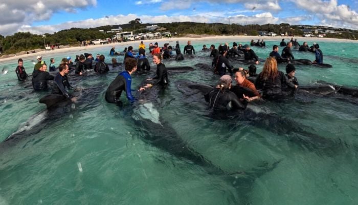 Entire pod of 97 pilot whales dies in Australia beaching