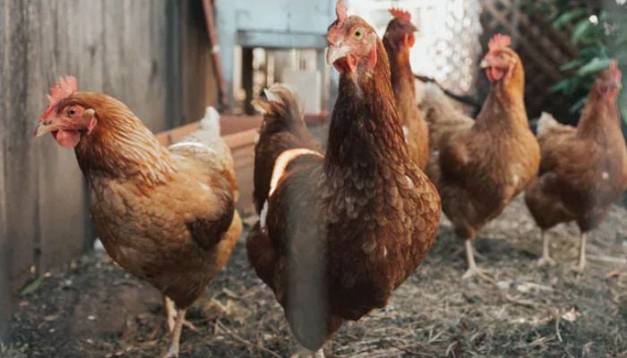 Proof humans reshaped the world? Chicken bones