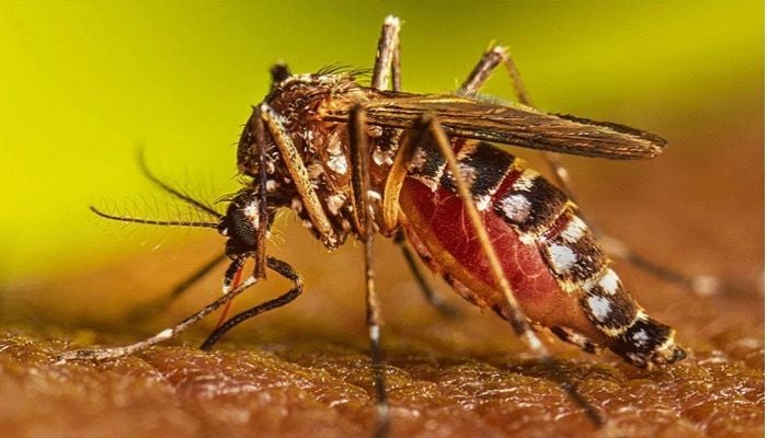 Experts for public engagement to contain dengue outbreak