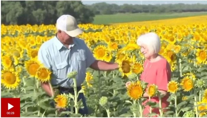 Farmer plants massive sunflower field in surprise gift for wife