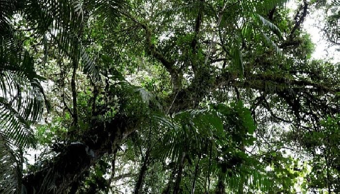 Trees like women best: Nepal's forests thrive with female bosses