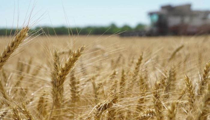 Record high grain production globally in 2023-2024: FAO