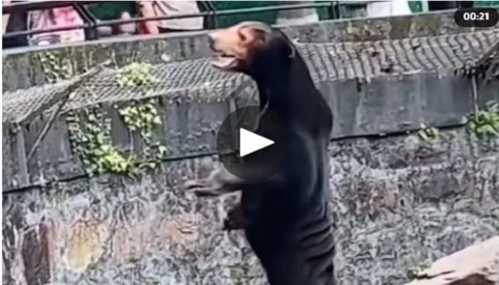 Crowds flock to Chinese zoo after ‘human in a costume’ bear goes viral