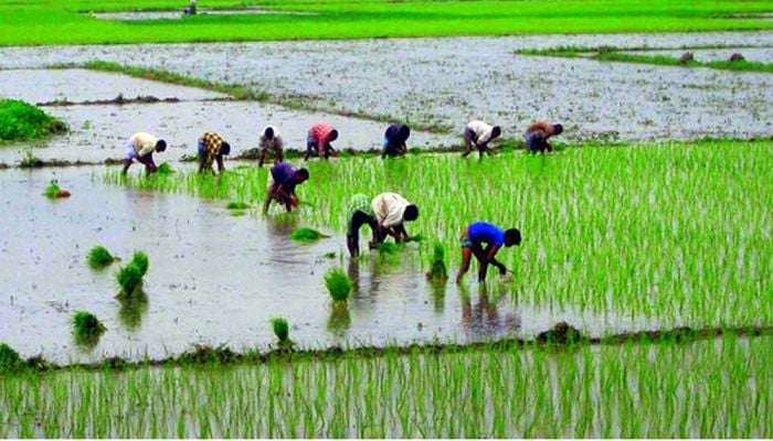Experts, farmers expect optimum “aman” output with supplementary irrigation