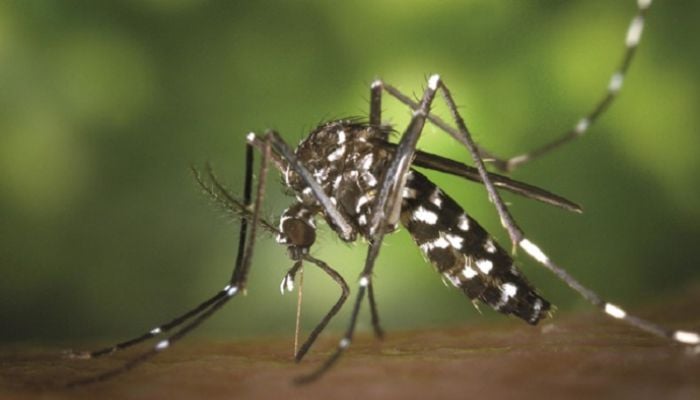 Bangladesh grappling to stem dengue outbreak: experts