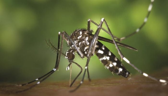 Lack of awareness, late hospitalization blamed for dengue-related deaths: IEDCR 