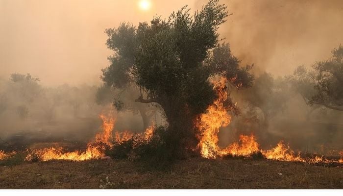 Greece discovers 18 charred bodies as wildfires spread