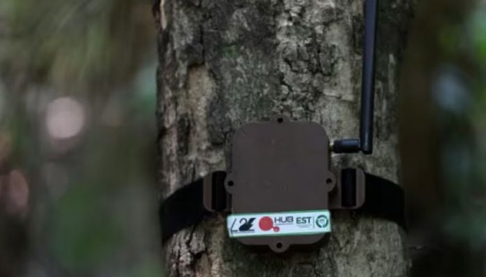 Tree-hugging AI to the rescue of Brazilian Amazon