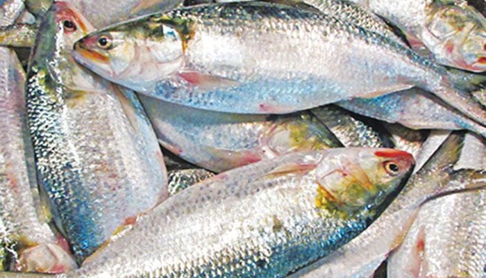 3,950 MTs of Hilsha to be exported to India