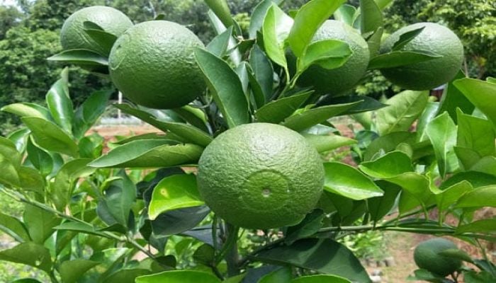 Malta cultivation gaining popularity in Panchagarh