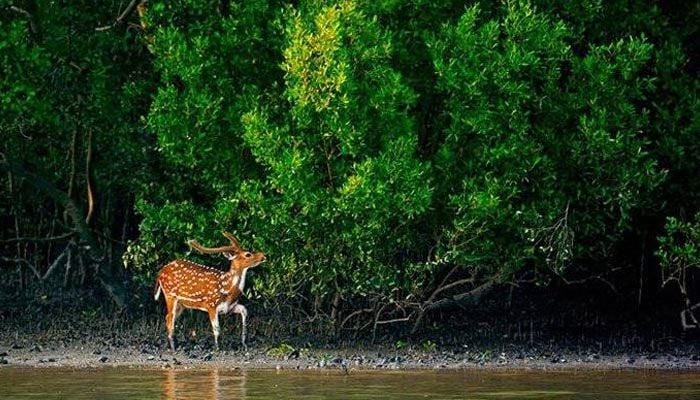 UNESCO for further research for Sunderbans' dev plan