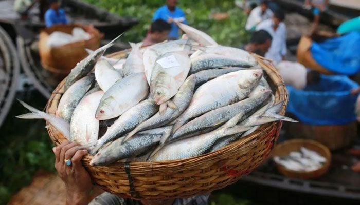 22-day hilsha catching ban starts